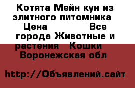 Котята Мейн-кун из элитного питомника › Цена ­ 20 000 - Все города Животные и растения » Кошки   . Воронежская обл.